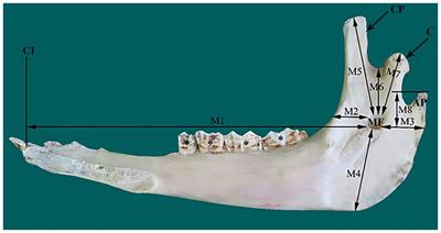 Topographical anatomy of the mandibular foramen in the dromedary camels (Camelus dromedarius): an extraoral approach for the inferior alveolar nerve blocks